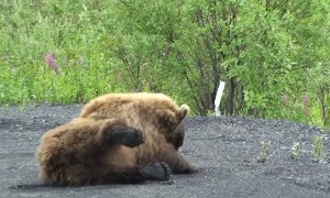 Grizzly Uses Road to Scratch His Back