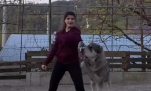 Dog Doesn't Like Being Ignored