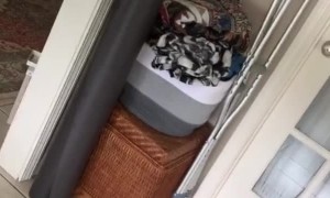 Startled Woman Screeches at Roach