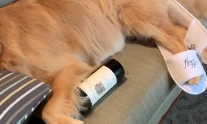 Doggy Sleeps off a Day at the Vineyard