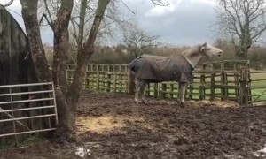 Horse Won't Be Held in by Fences