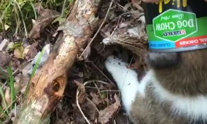 Puppy Rescued From Food Can Predicament