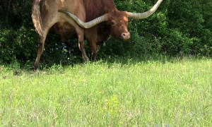 Itchy Texas Longhorn