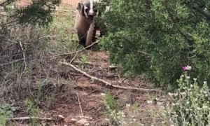 Battle Between Badger and Rattlesnake