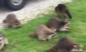 Feeding a Horde of Hungry Raccoons