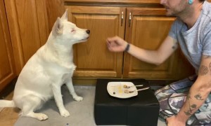Opal, the Blind and Deaf Dog Enjoys Plate of Delicious Foods