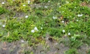 Storm Dumps Golf Ball Size Hail in Trinity Texas