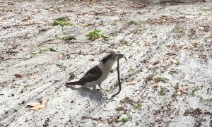 Kookaburra Chuckles After Catching a Snake for Lunch