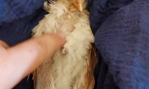 Lady Strokes Baby Chicken To Sleep