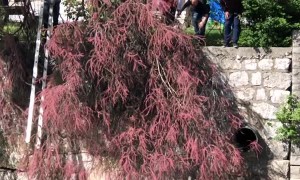 Frightened Puppy Saved from Drowning by Kind Strangers