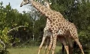 Young Playful Giraffes Tiff under Trees