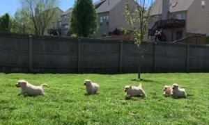 T-Rex on the loose chased down by litter of puppies 