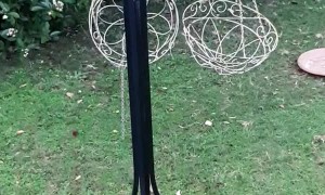 Butcherbird Makes a Cool Catch