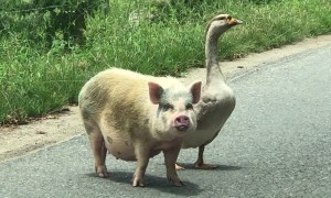 Pig and Goose Going for a Walk Together