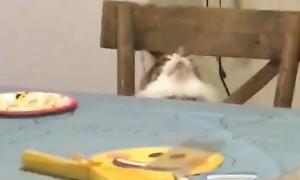 Cat Trying to Keep up with Spinning Birthday Decoration