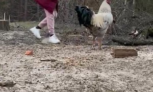 Rooster Chases Woman Away