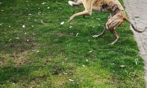 Rare Zoomies From A Retired Greyhound