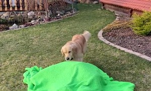 Dog Confused by Disappearing Owner