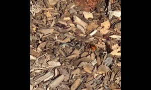 Wolf Spider Confronted by Spider Wasp