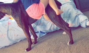 Patient Dog Stands Still for a Ride