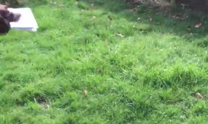 Dog Excitedly Greets Mail Man