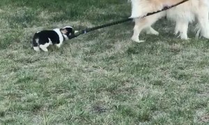 Corgi Pup Tries to Take Woofer for a Walk