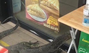 Huge Lizard Tries to Enter Convenience Store