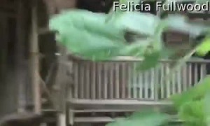 The Largest Treehouse In The World