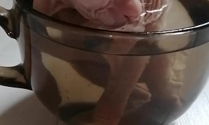 Sphinx Kitten Bathes in a Cup