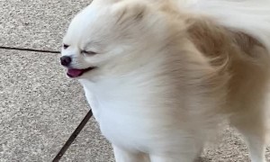 Pomeranian Enjoying the Wind Blowing Through Its Fur