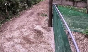 Snake Tries to Sneak up on Man Riding Bicycle