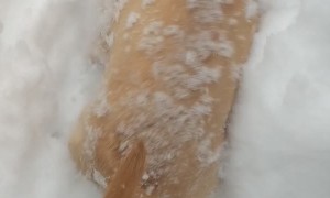 Fisher Goes Swimming in the Snow