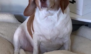 Beagle Hides Parrot Friend