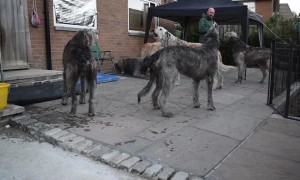 Irish Wolfhounds Howl For Heroes in Austonley