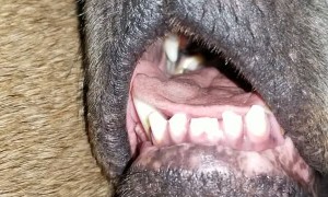 Dog Sleeps Well after Ruff Day in Quarantine