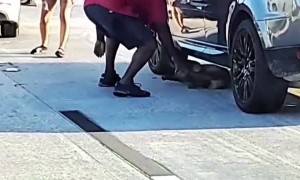 Dog Roaming on the Interstate Stops Traffic