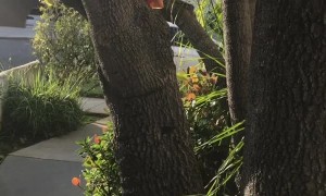 Hungry Squirrel Steals a Slice