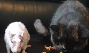 Cat and Rat Share Their Favorite Food