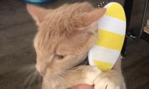 Cat Only Needs You to Hold the Brush