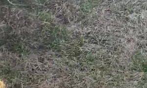 Sabrina the Cat Gets Stuck and Needs a Rescue