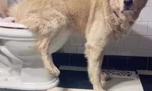 Trained Dog Uses the Toilet