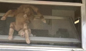 Cat Doesn't Like Being Inside