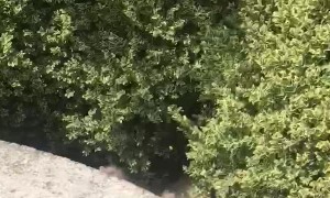 Happy Dog Goes from Bench to Bushes