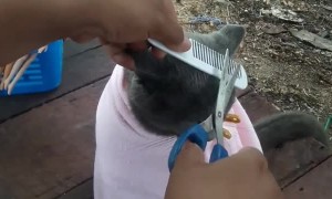Grey Kitty Gets a New Haircut