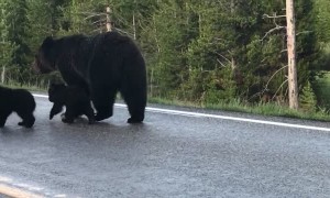 Mama Grizzly Walks Her Cubs down Yellowstone Road