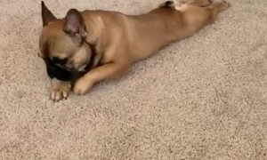 This pup trying to sneak out of the house during quarantine is simply priceless