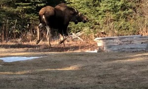 Perturbed Moose Throws Tantrum In Backyard