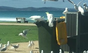 Cockatoo is a Master at Opening Garbage Cans