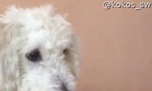 Doggo Stands to ask for Treats