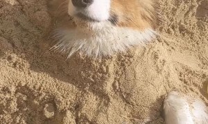 Doggo Living its Best Life on the Beach